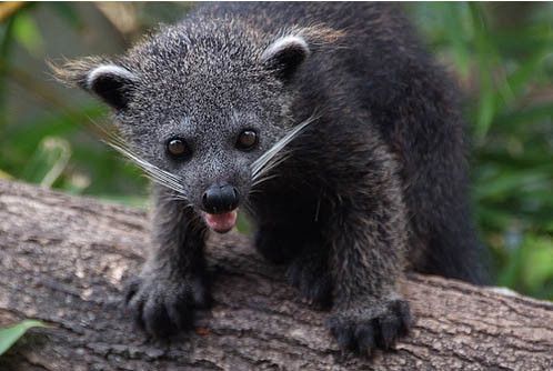 Animaux Binturongs (chats-ours)