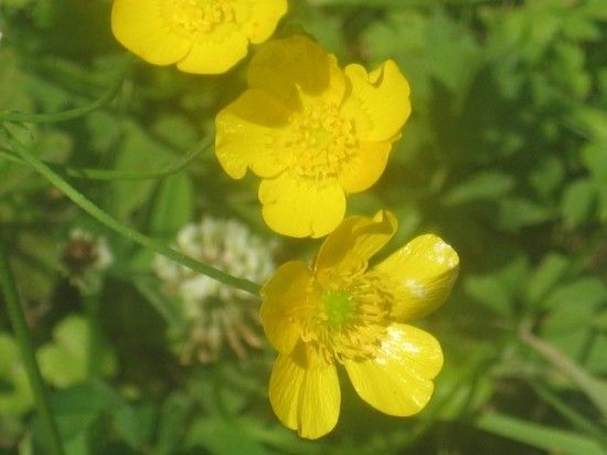 Fleurs BOUTONS D'OR