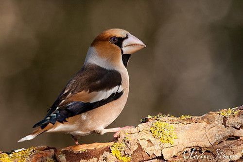 Belles images de gros-becs-casse-noyaux (oiseaux)