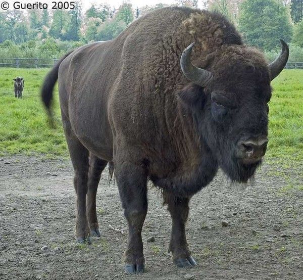 Bisons