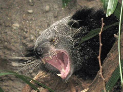 Animaux Binturongs (chats-ours)