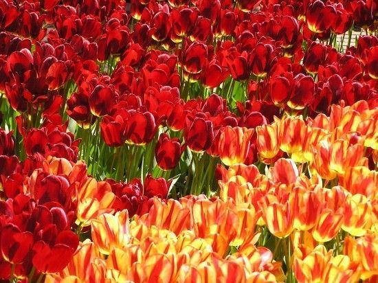 Fleurs TULIPES