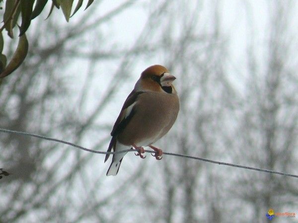 Belles images de gros-becs-casse-noyaux (oiseaux)