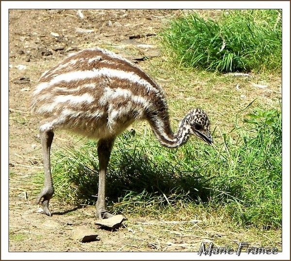 Animaux Emeux