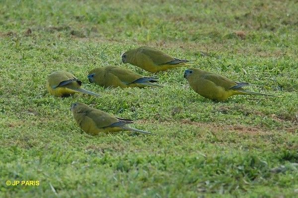 Belles images de perruches (oiseaux)