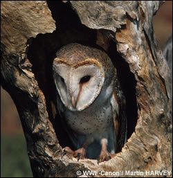 Belles images de chouettes (oiseaux)