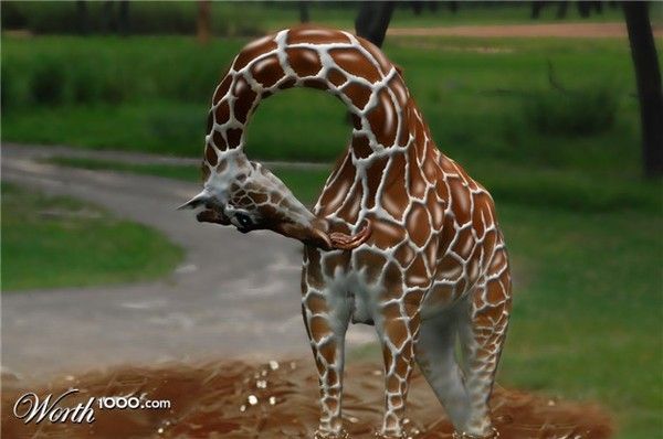 Sculptures en chocolat