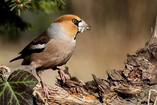 Belles images de gros-becs-casse-noyaux (oiseaux)