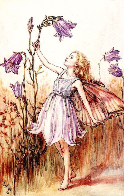 Dessins Fleurs Sauvages de Cicely Mary Barker