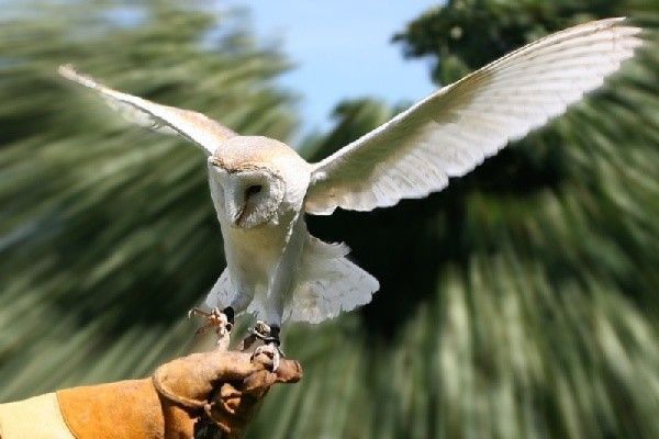 Belles images de chouettes (oiseaux)