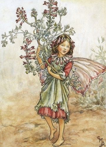 Dessins Fleurs Sauvages de Cicely Mary Barker