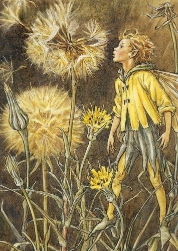 Dessins Fleurs Sauvages de Cicely Mary Barker