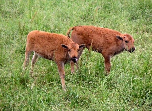 Bisons