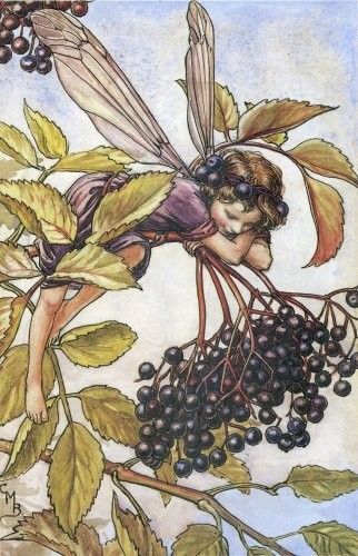 Dessins Saison Automne de Cicely Mary Barker