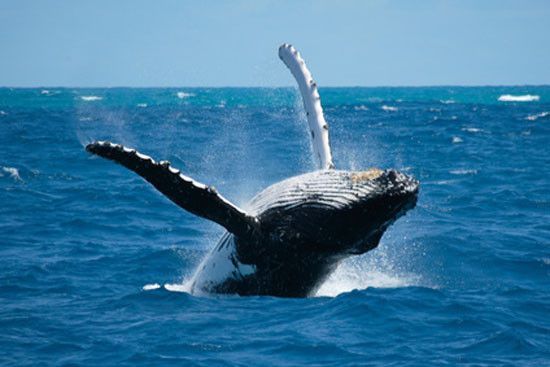 Animaux Baleines