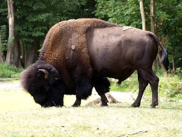 Bisons