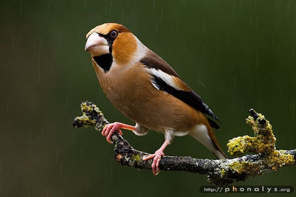 Belles images de gros-becs-casse-noyaux (oiseaux)