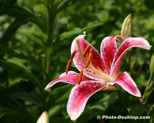 Fleurs LYS