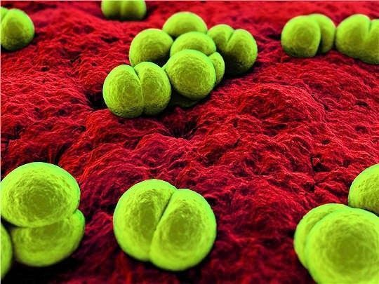 Microbes vus de près