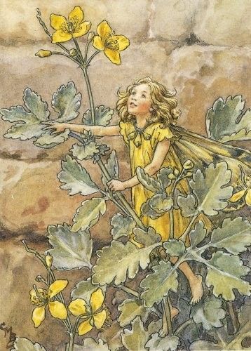 Dessins Fleurs Sauvages de Cicely Mary Barker