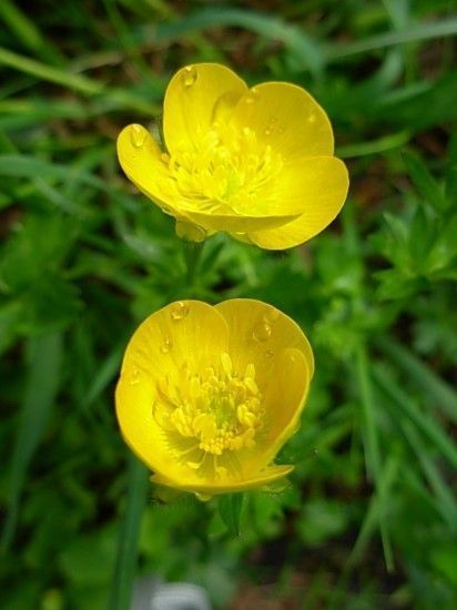 Fleurs BOUTONS D'OR