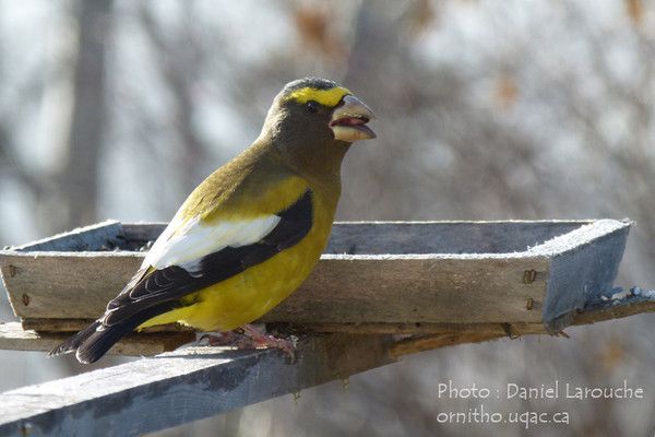 Belles images de gros-becs-casse-noyaux (oiseaux)