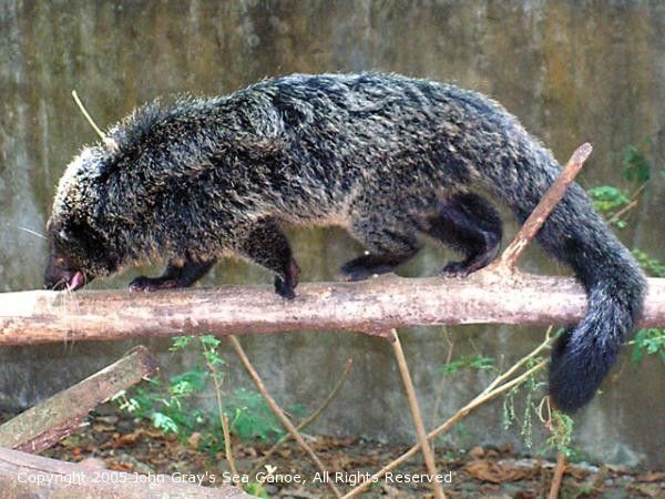 Animaux Binturongs (chats-ours)