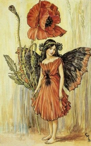 Dessins Fleurs Sauvages de Cicely Mary Barker