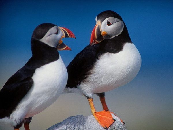 Belles images de macareux (oiseaux)