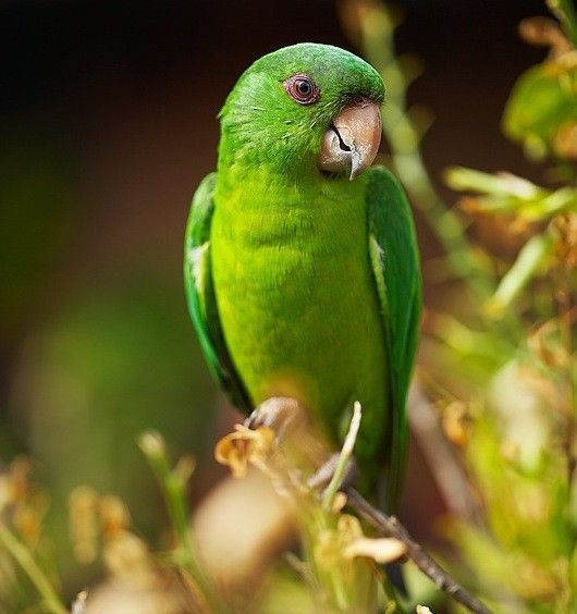 Belles images de perruches (oiseaux)