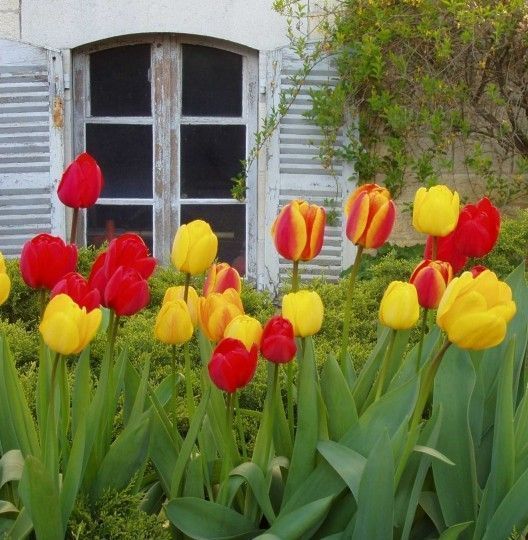 Fleurs TULIPES