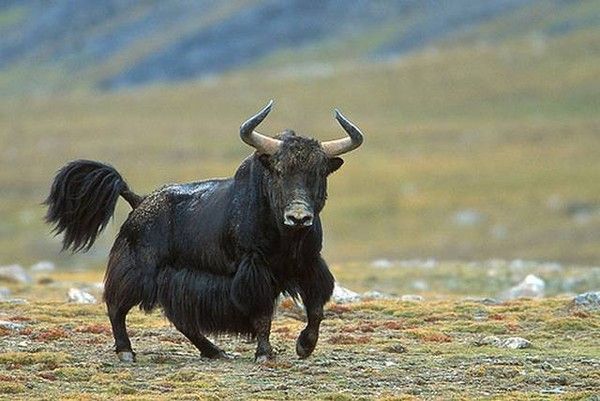 Yacks (ou yaks)