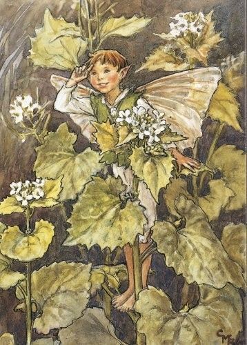 Dessins Fleurs Sauvages de Cicely Mary Barker