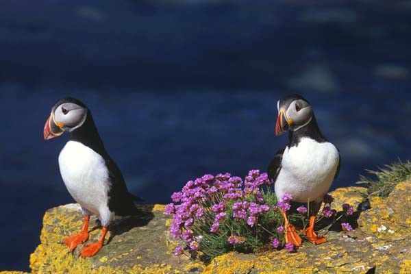 Belles images de macareux (oiseaux)